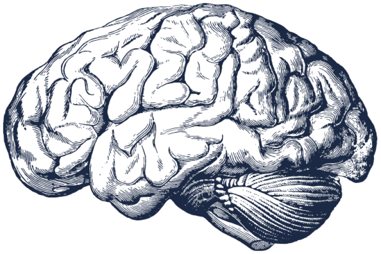 brain