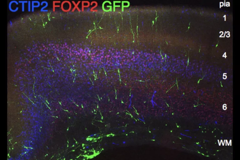 microscopy image