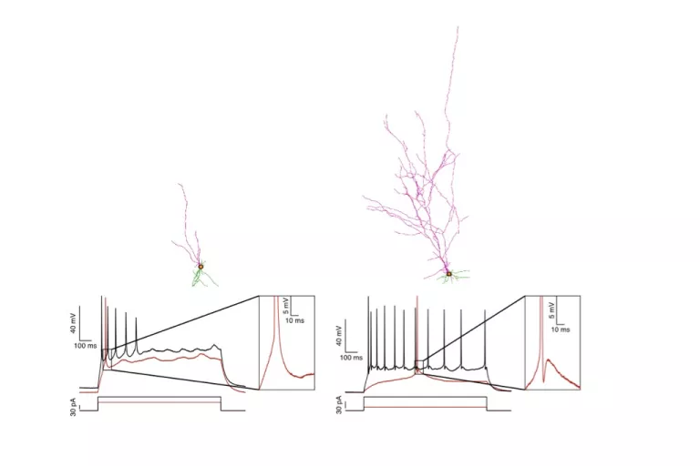 electrophysiology