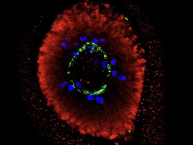 microscopy image