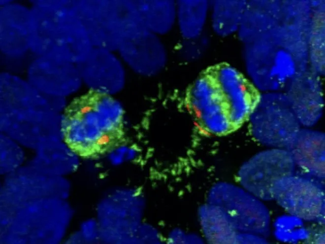 microscopy image