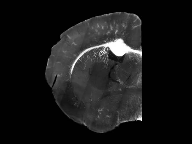 microscopy image
