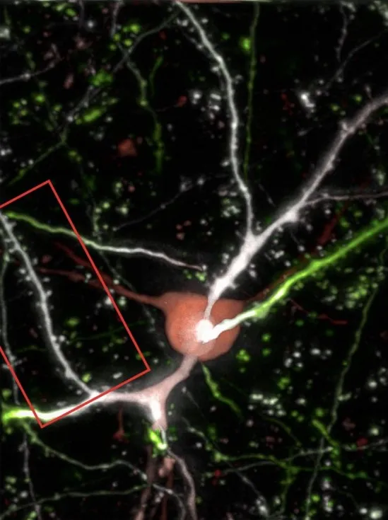 microscopy image